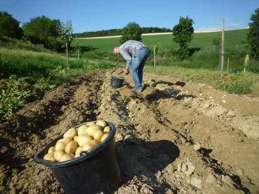 Začátkem července už sklízíme brambory - letos se opravdu vydařily.
