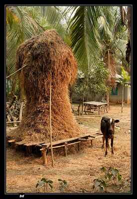 Zvířata chodí okolo stohu rýžové slámy a krmí se.