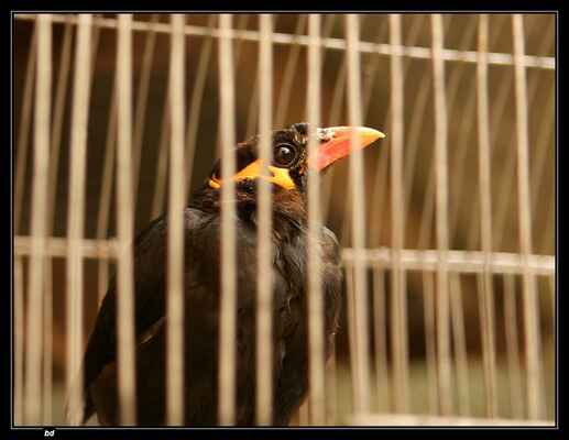 Toto je opravdu pták loskuták. Zvuky a řeč napodobuje lépe než papoušek.