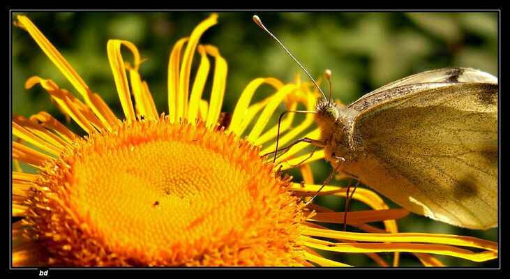 Když se motýl pořádně napije nektaru, před objektivem neuletí