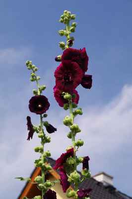 Slézová růže, Topolovka (Alcea rosea)