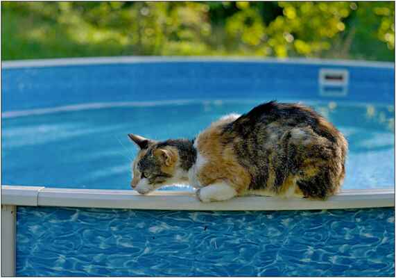 AUTOR: Zdenek Vích NÁZEV: Kočka bazénová