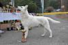 Orfano Donnevara - vítěz speciální výstavy středně dlouhý pes - Winner of Specialty Show - a short coat dog