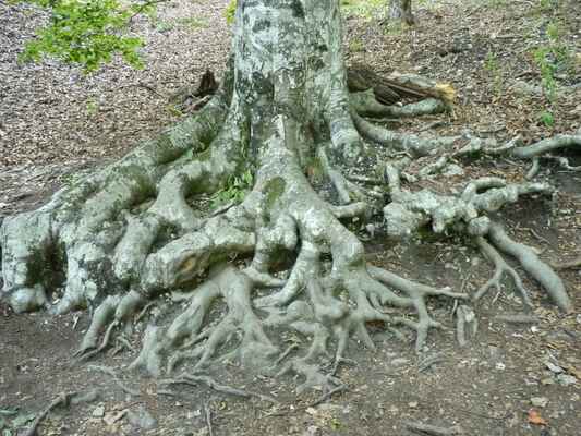 Kořeny - Takhle se musí tady stromy držet